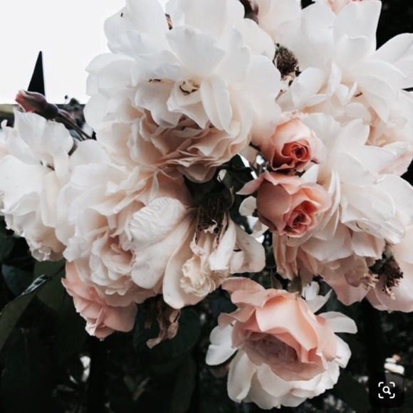 Meet your Posher, Sandra - Picture 1 of 1